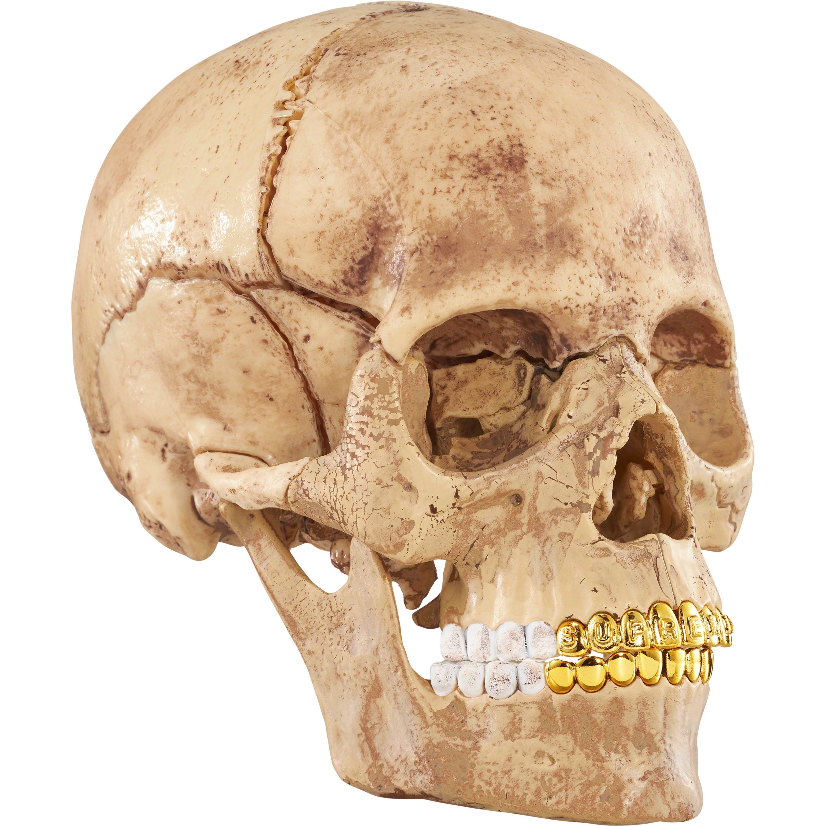 4D Model Human Skull view 2